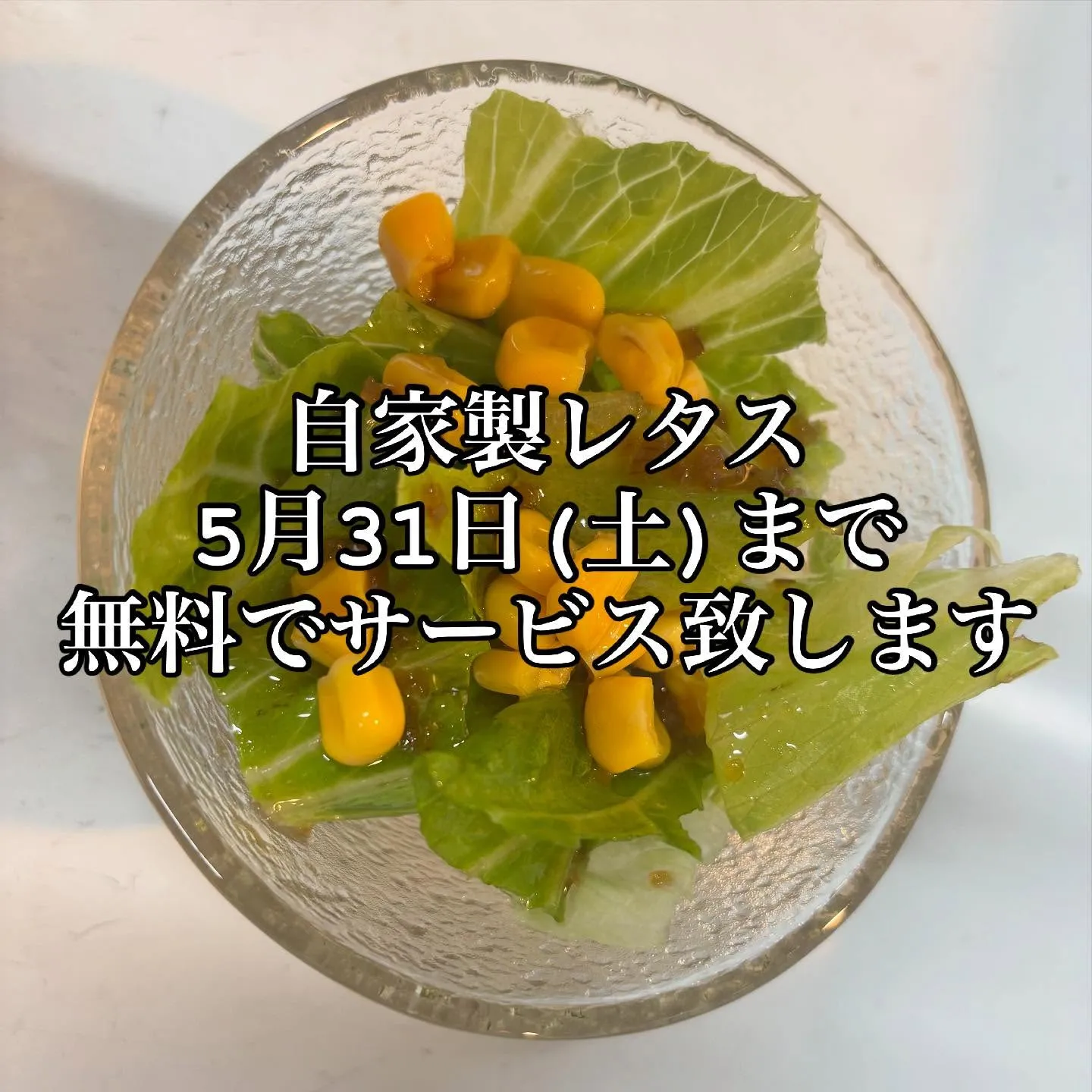 自家製レタスいかがですか⁉️